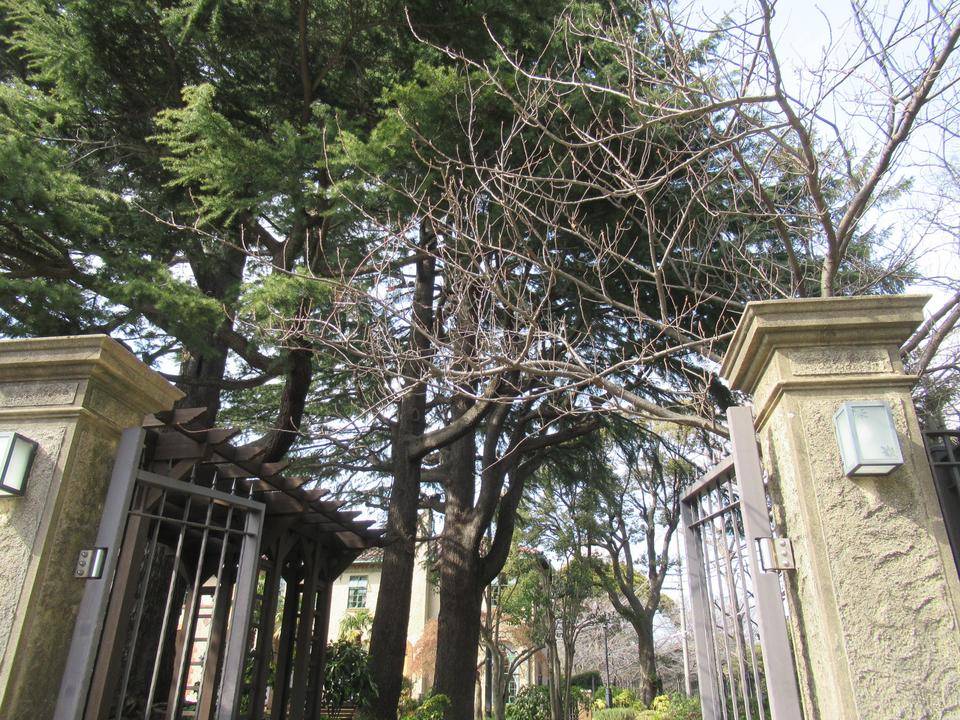 0304 ヤエザクラ.JPG