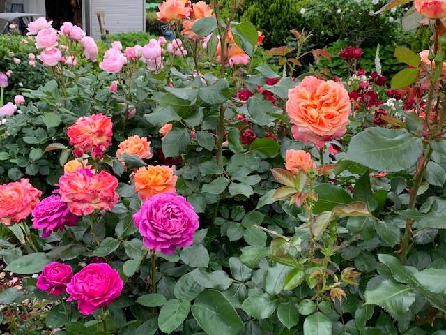 0515山手イタリア山手庭園のバラ (10).jpg