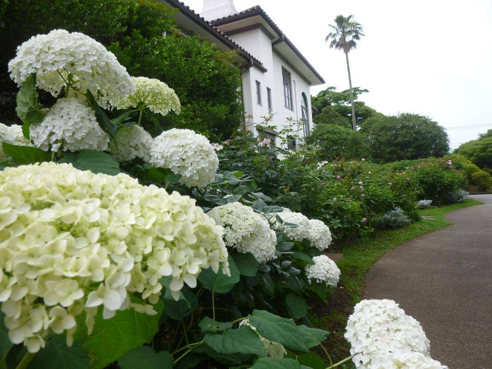 0618イギリス館-アジサイ①港の見える丘公園から.JPG