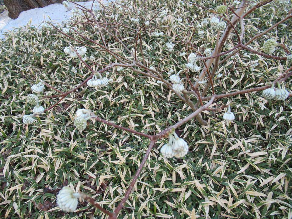 0120 ミツマタ.JPG