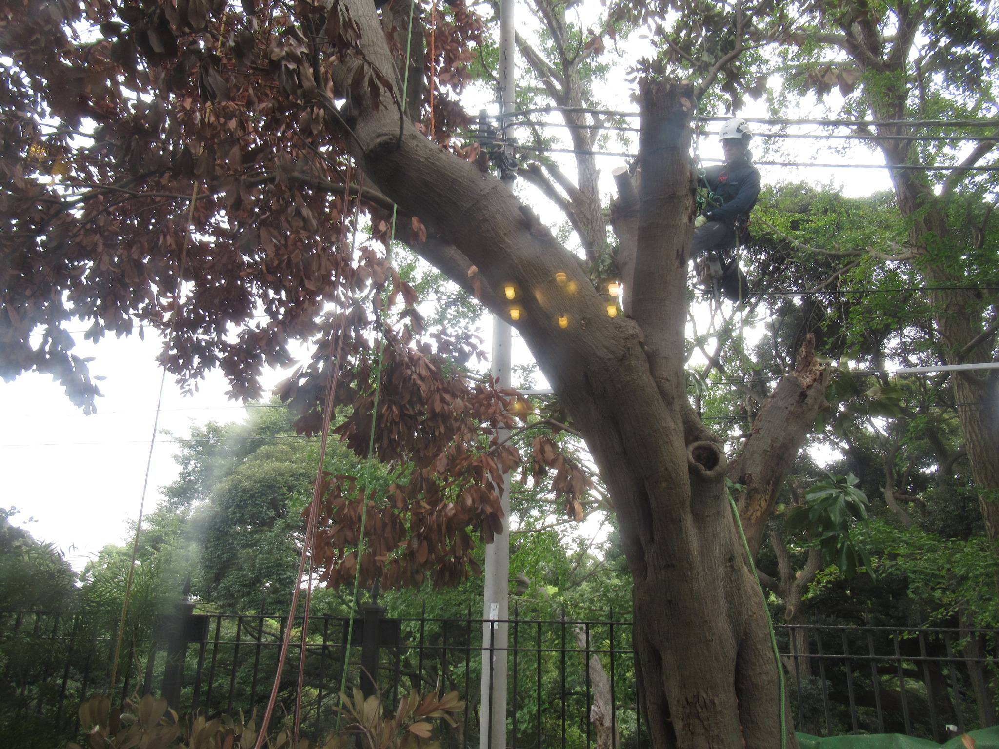 1028-29ナラ枯れ伐採 (4).JPG