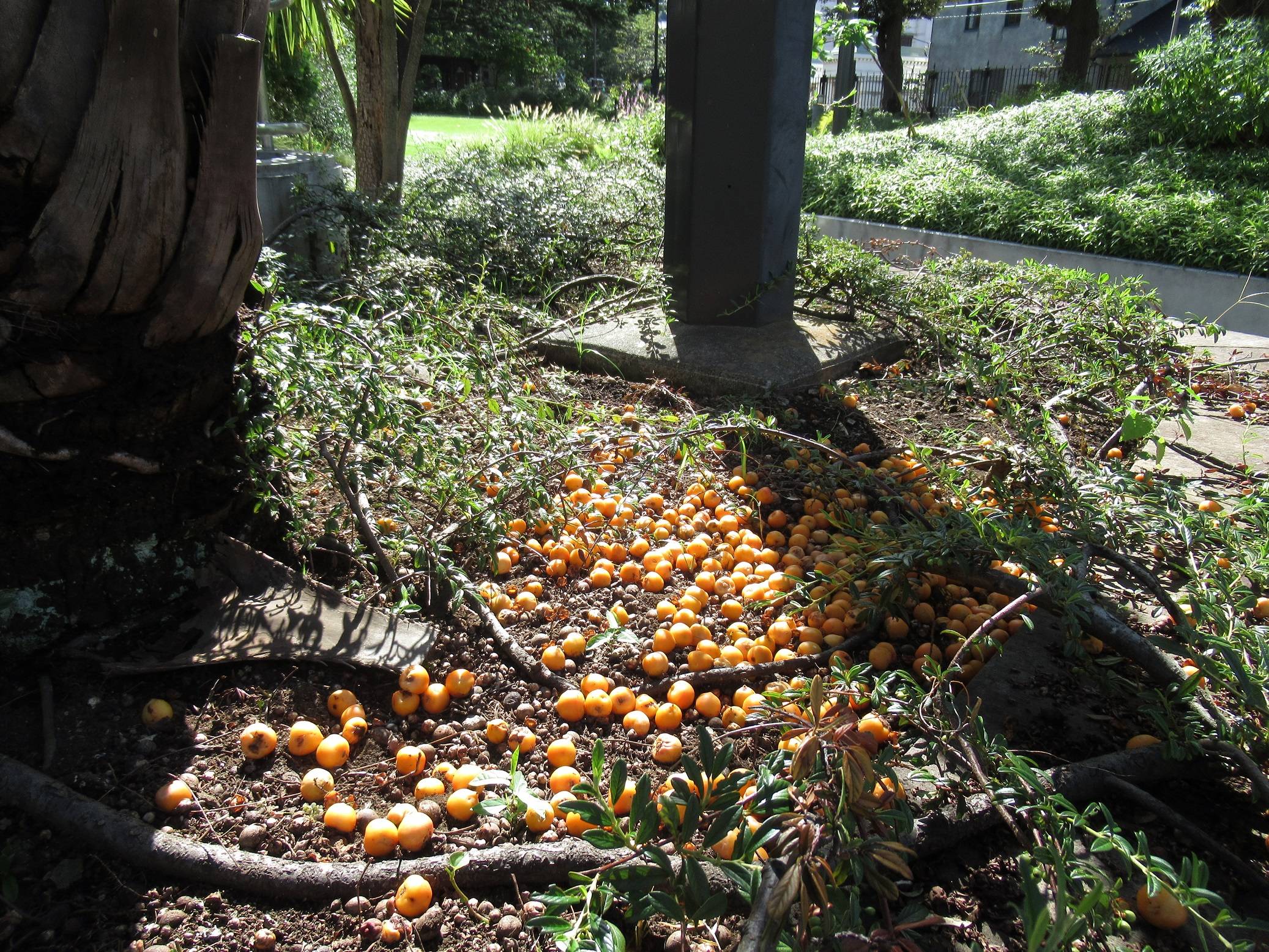 ナツメヤシ (1).JPG