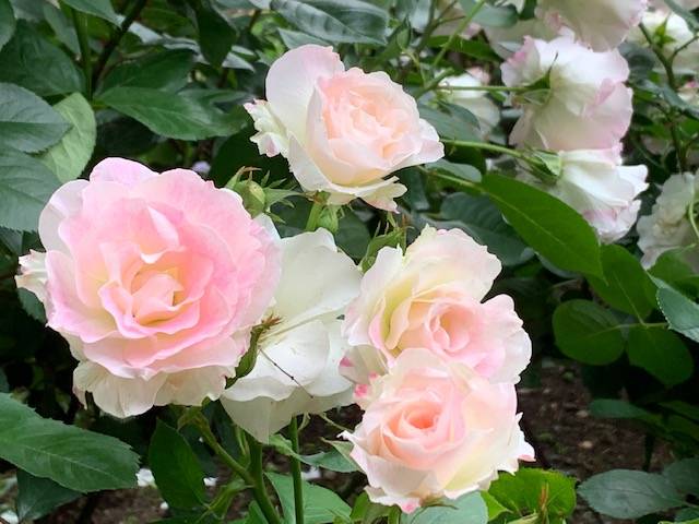 0515山手イタリア山手庭園のバラ (5).jpg