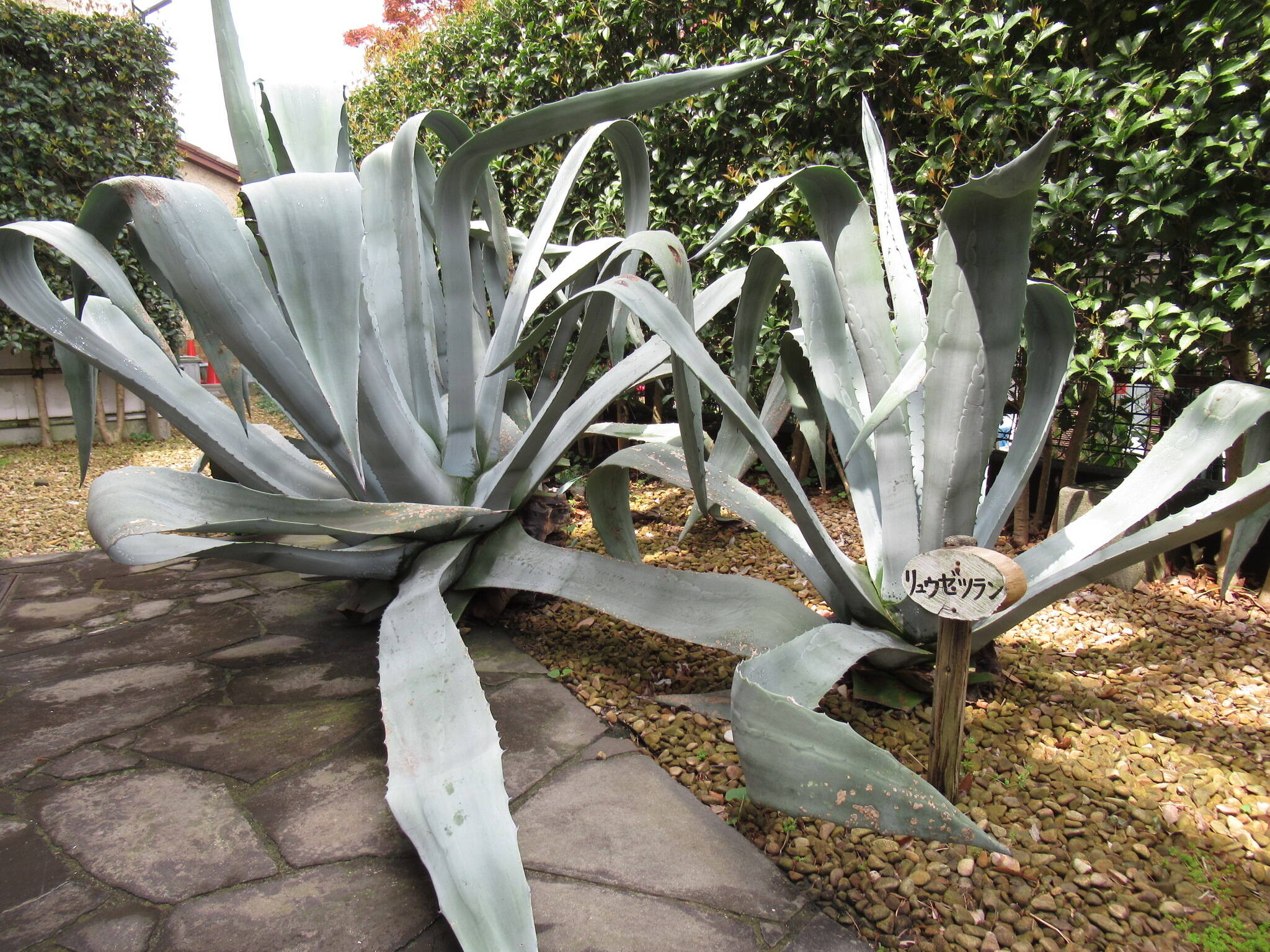 0421 リュウゼツラン.JPG