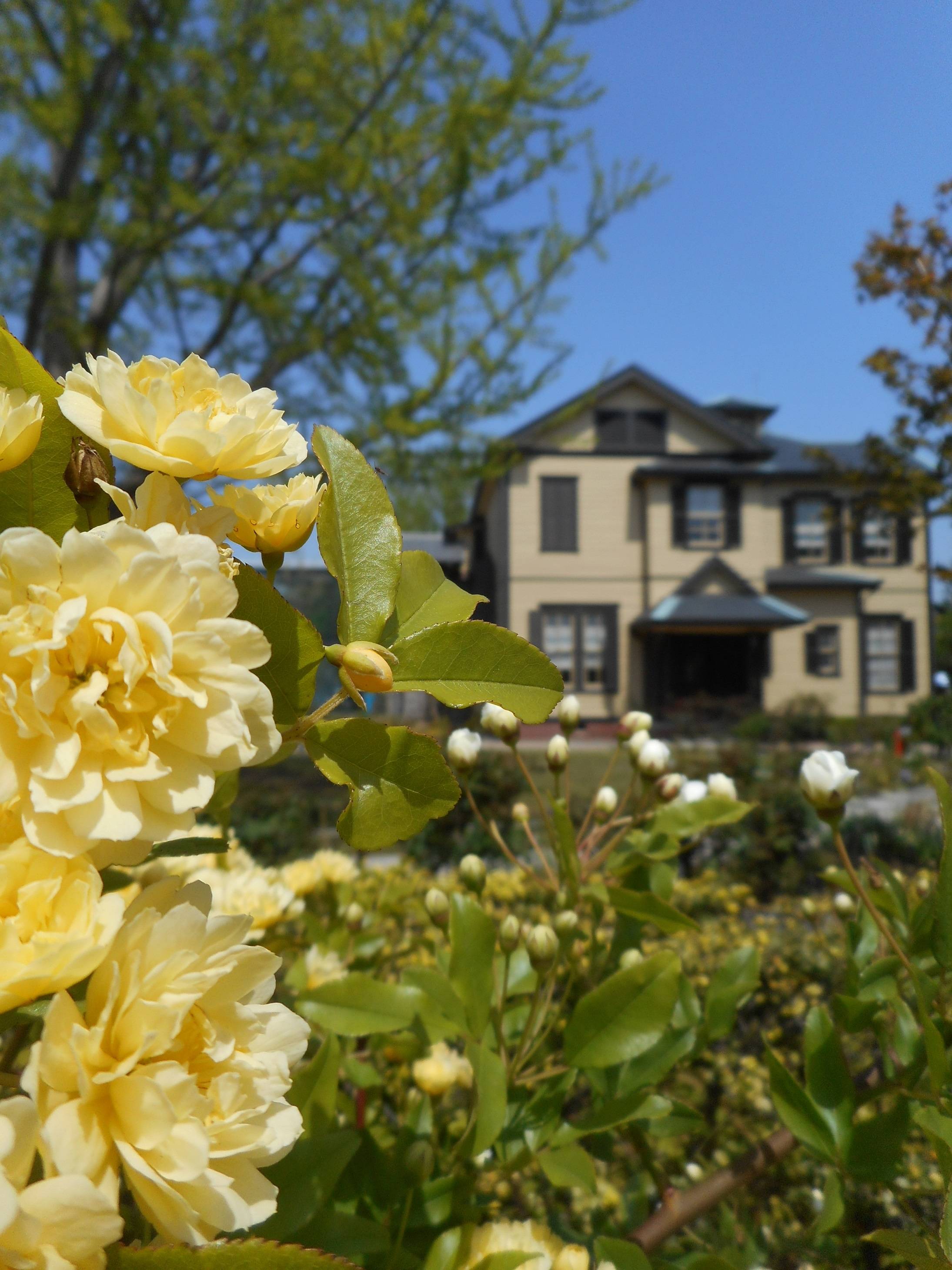 モッコウバラ (2).JPG