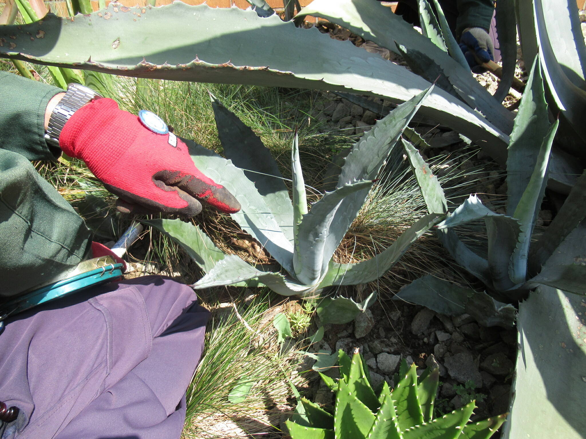 0817リュウゼツランのお手入れ (2).JPG