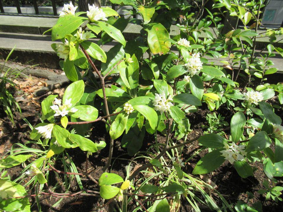 0320 沈丁花シロ.JPG