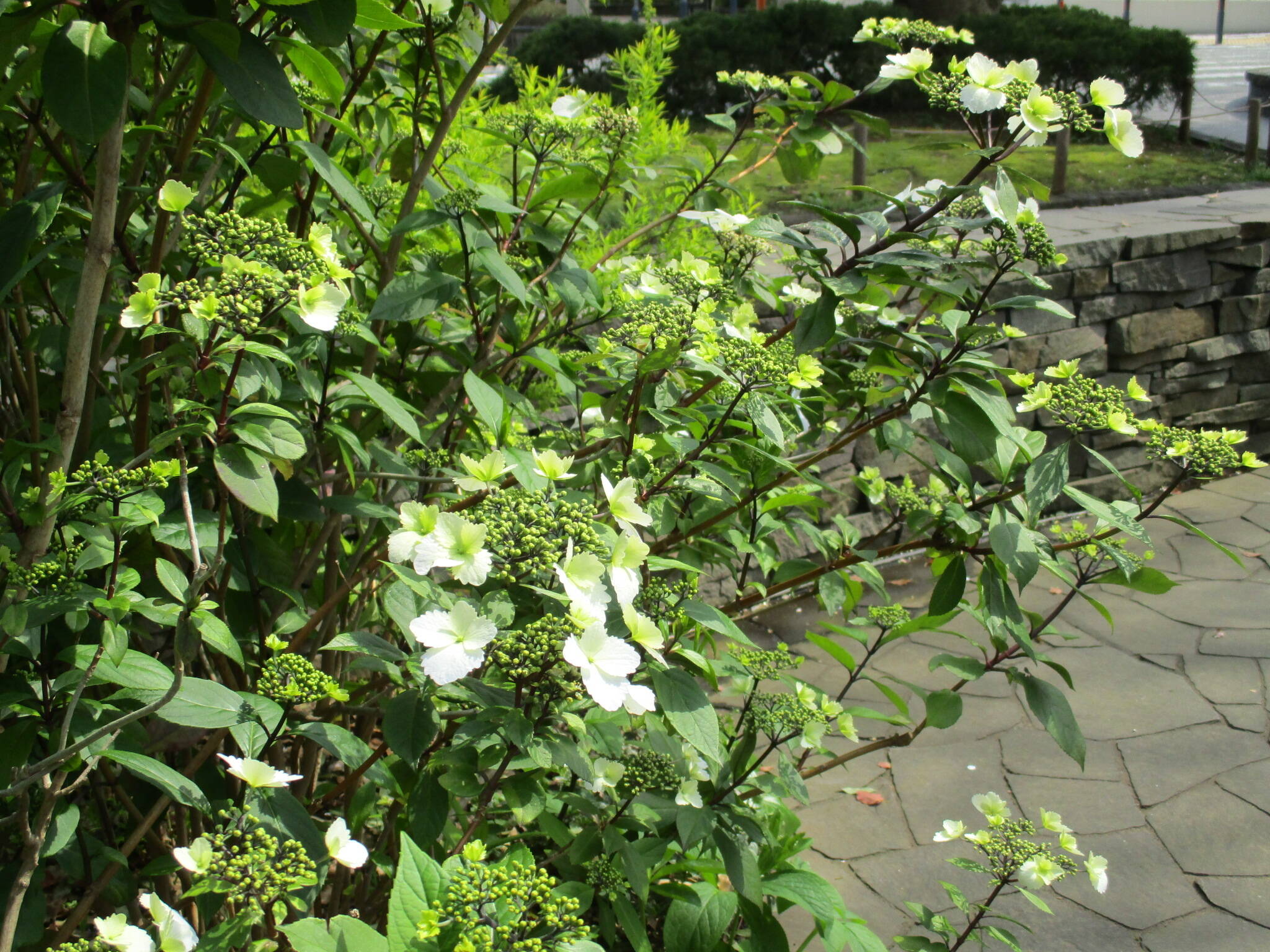 0403タイワンアジサイ (2).JPG