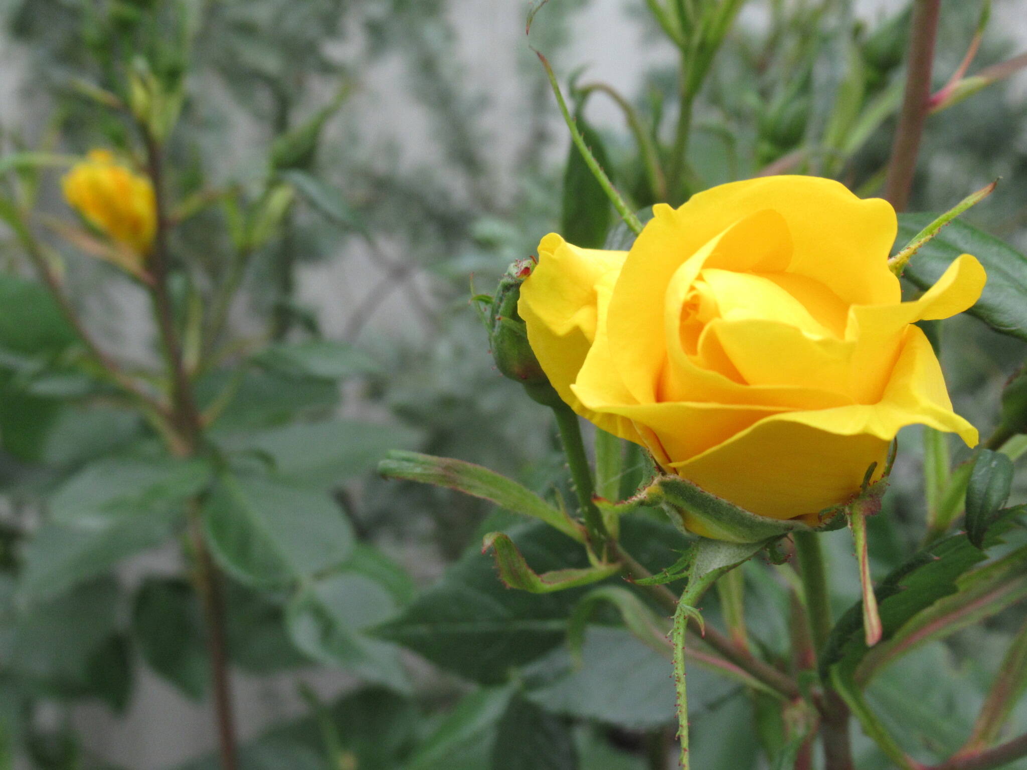 0506 フリージア.JPG