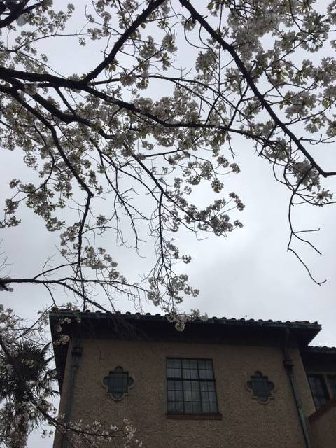 0328ベーリック・ホールオオシマザクラ (2).JPG