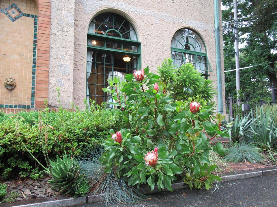 0717キングプロテア (2).JPG