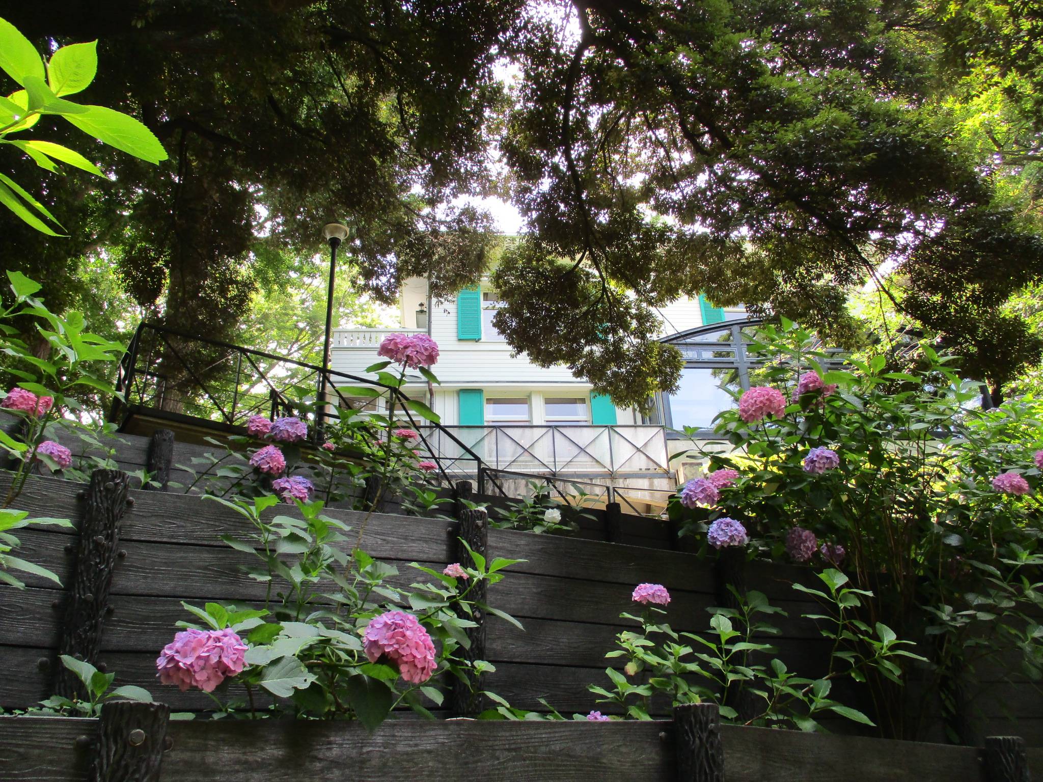 0618エリスマン邸元町公園アジサイ (2).JPG