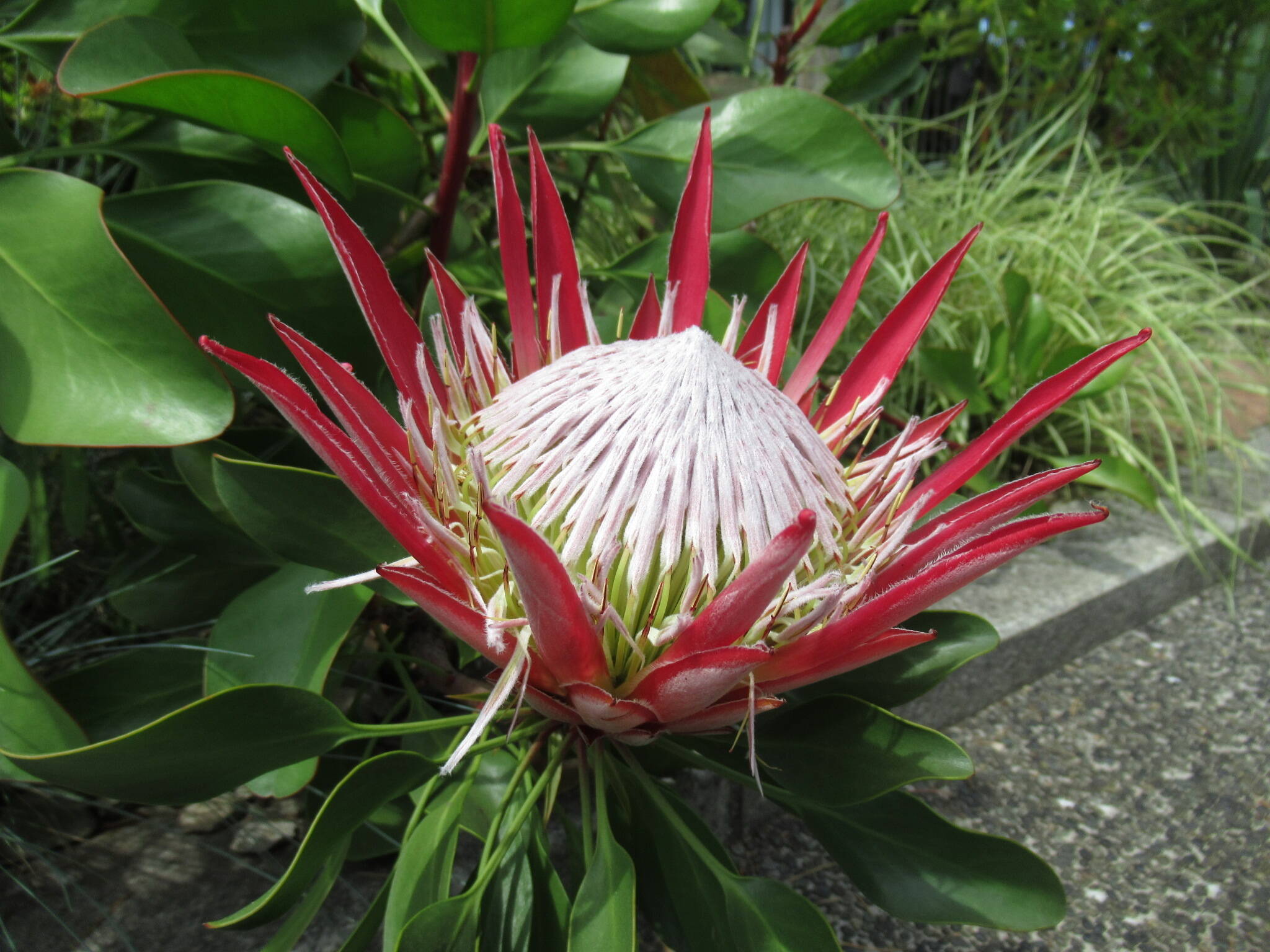 0530 キングプロテア.JPG