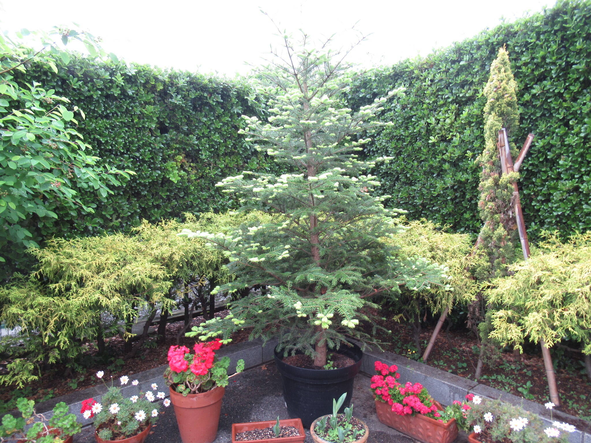 0518モミノミ (2).JPG