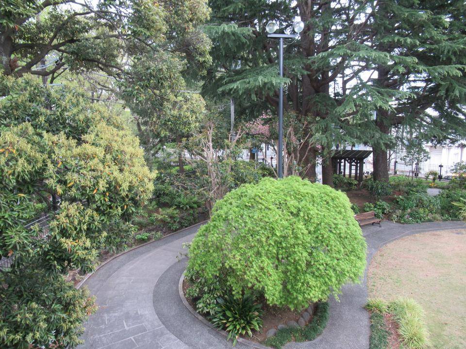 0414ヤエザクラ満開 (3).JPG