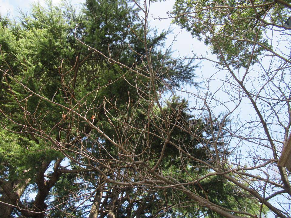 0320 正門八重桜.JPG