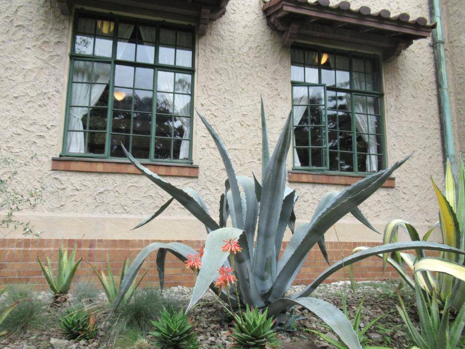 0708 リュウゼツラン.JPG