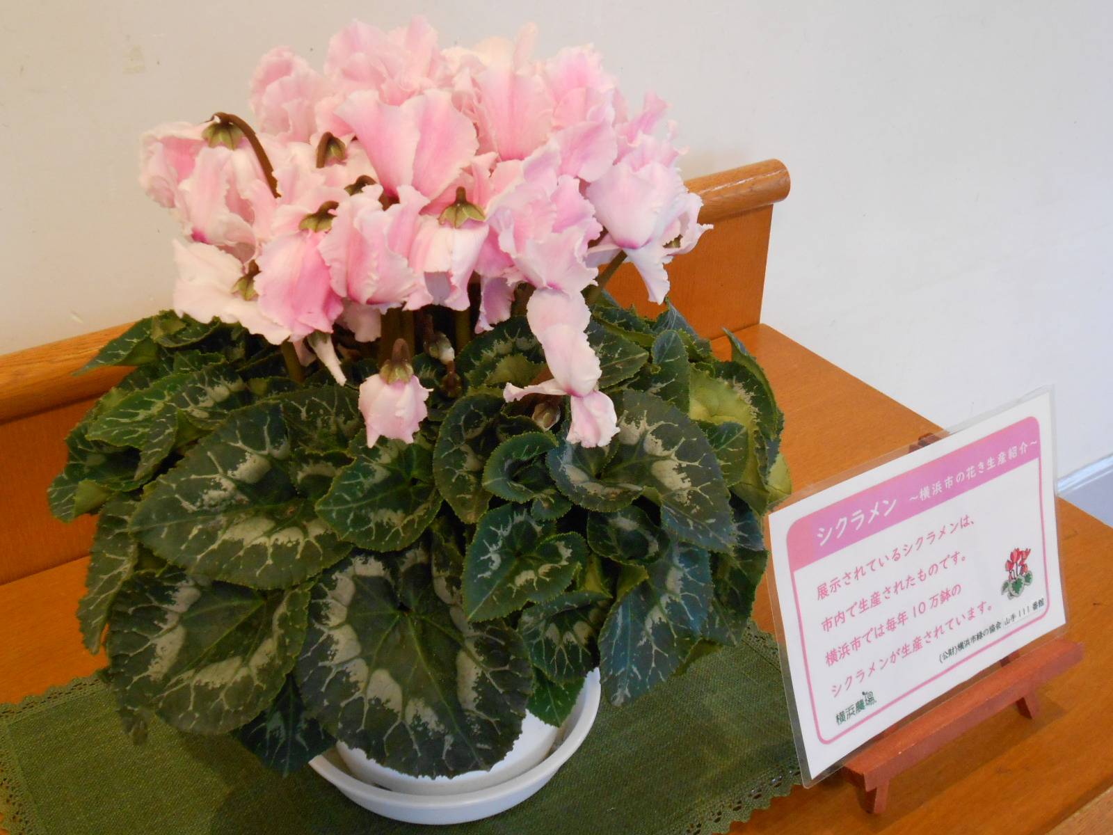 111シクラメン (3).JPG