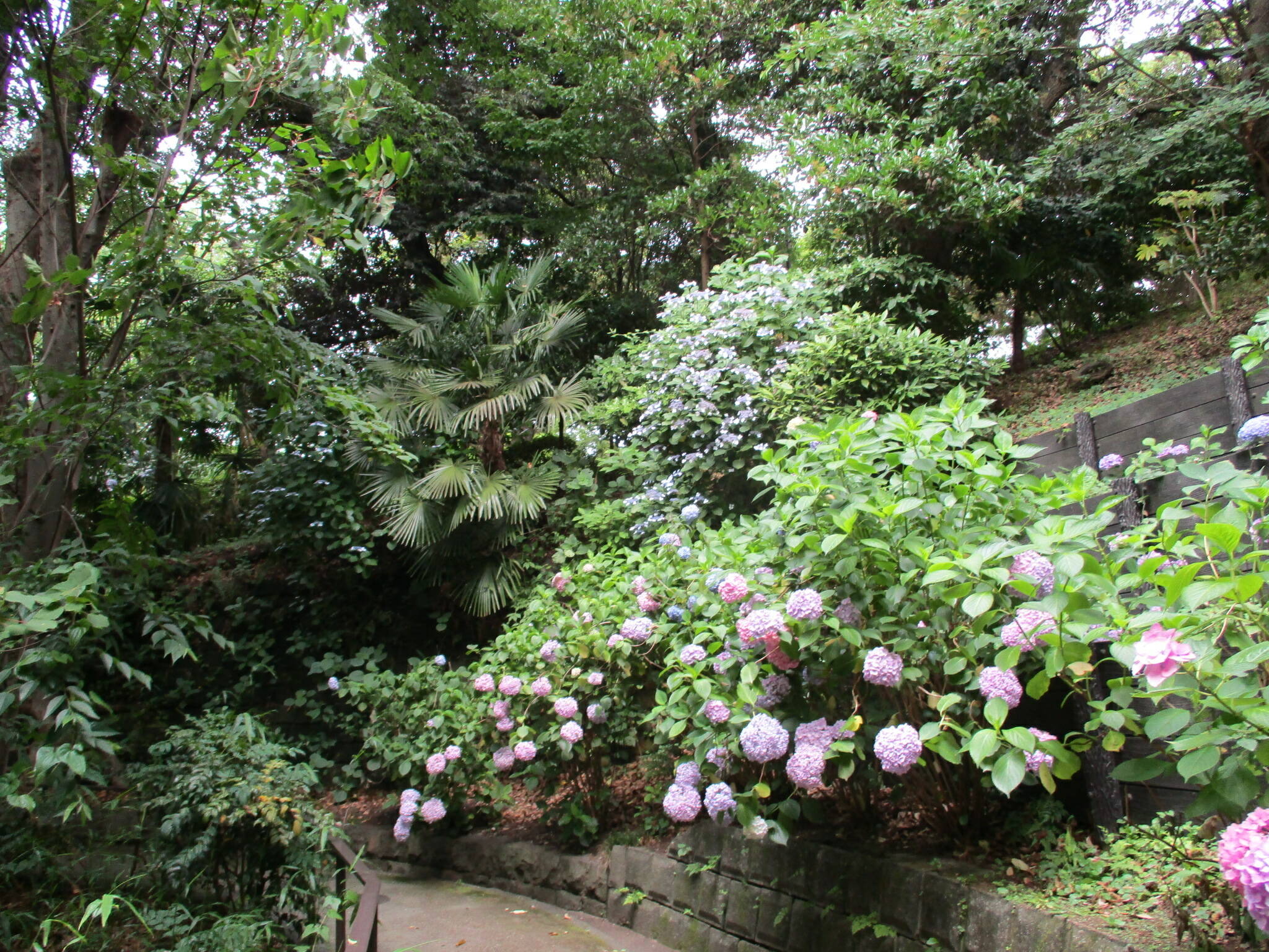 0621元町公園あじさい (4).JPG