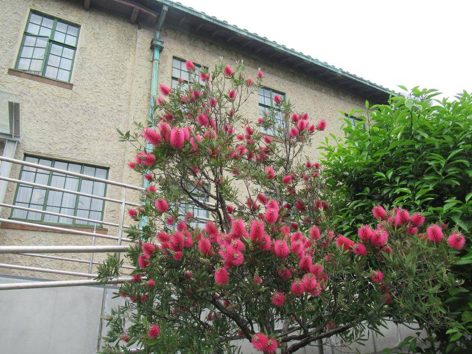 0515 ブラシノキ.JPG