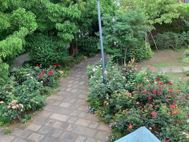 0703 ⑤2階の部屋から見たバラの様子.jpg