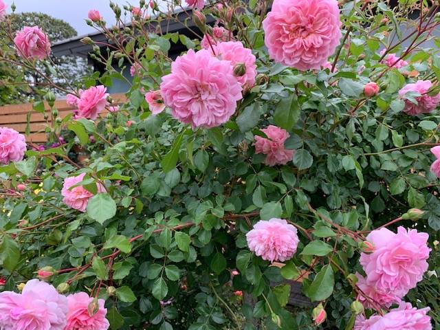 0515山手イタリア山手庭園のバラ (9).jpg