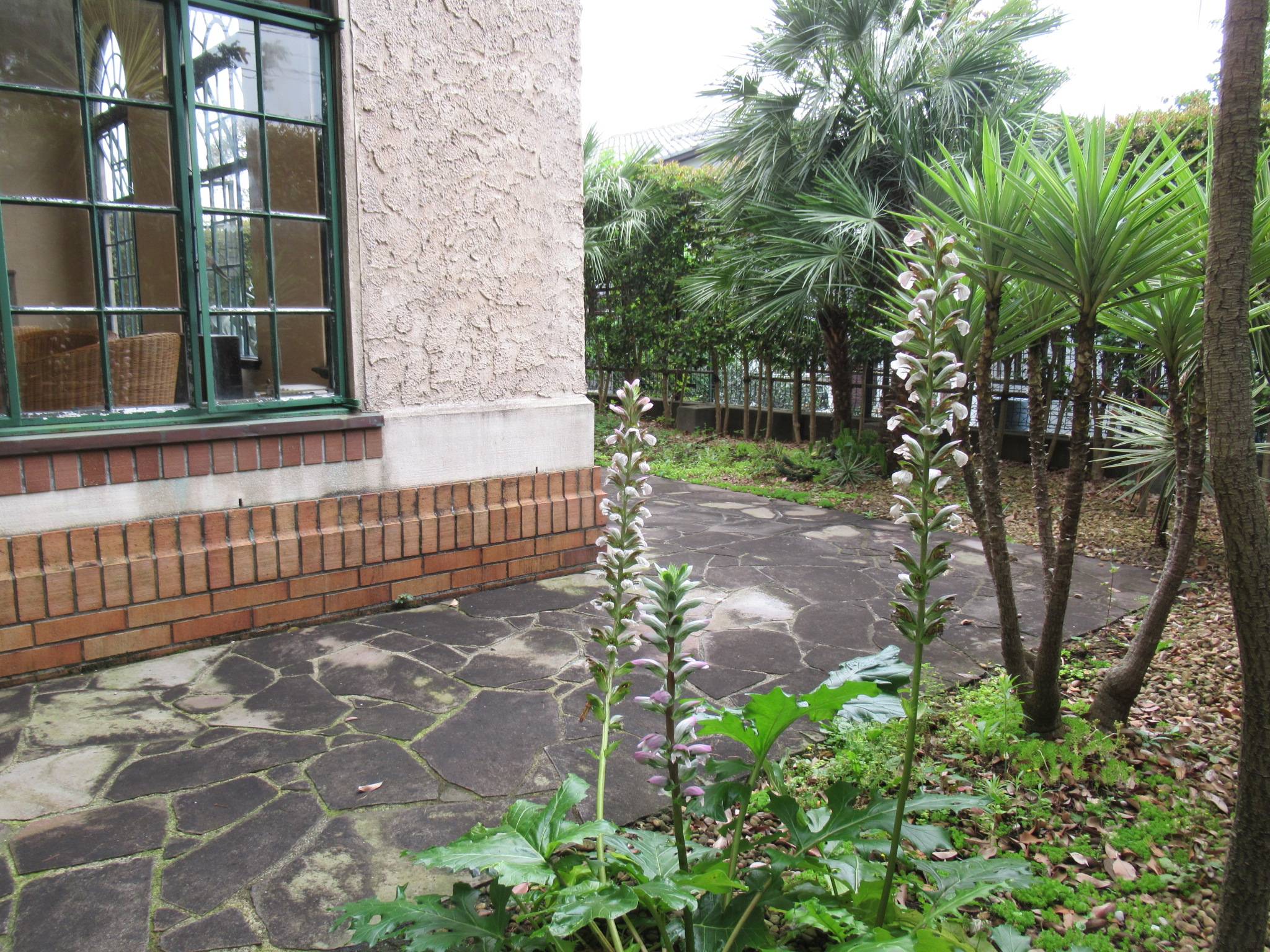 0607 【ベーリック】 アカンサス.JPG