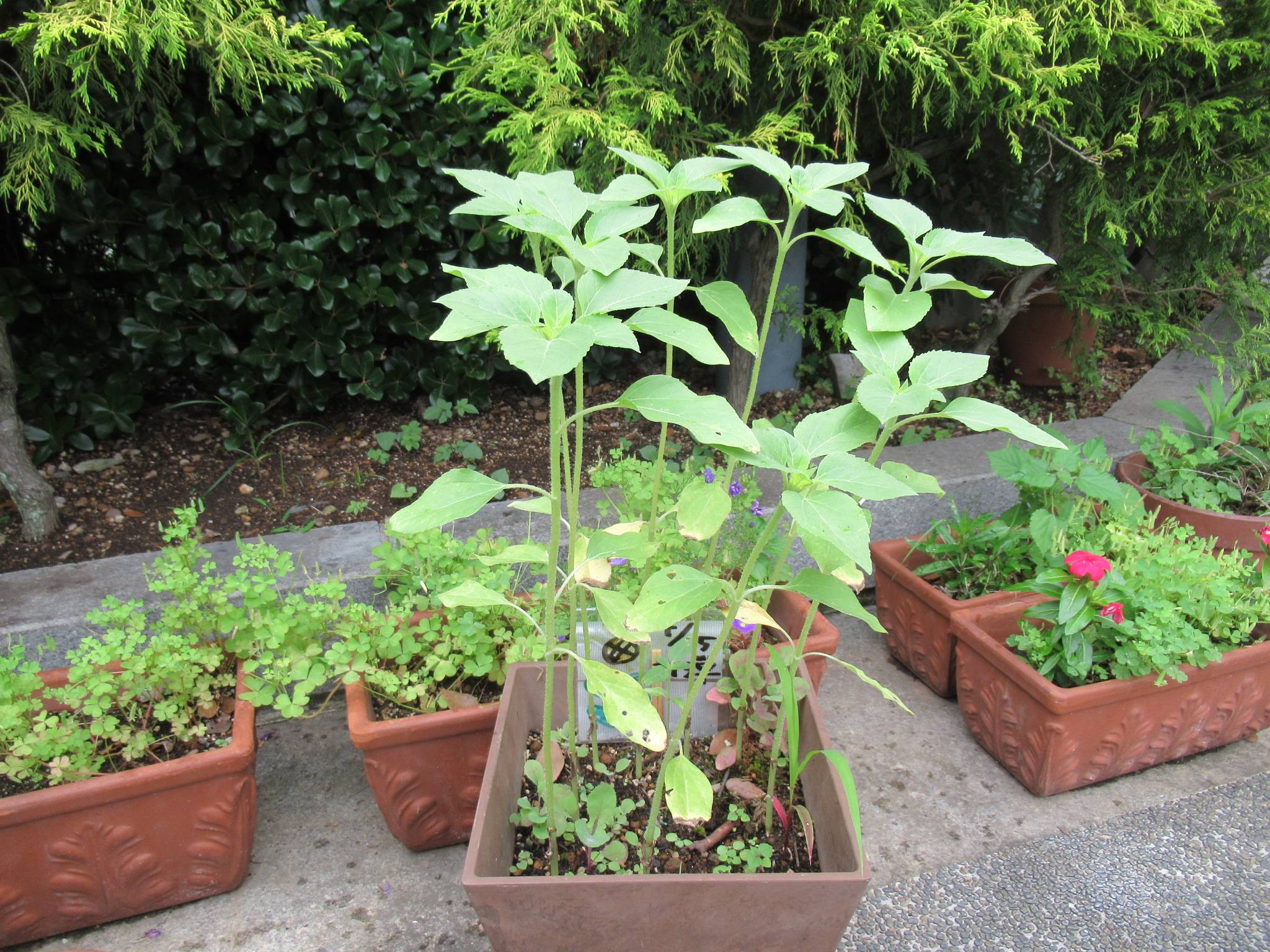 0607 【ベーリック】ヒマワリ.JPG