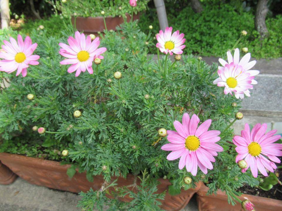 0325 マーガレット.JPG