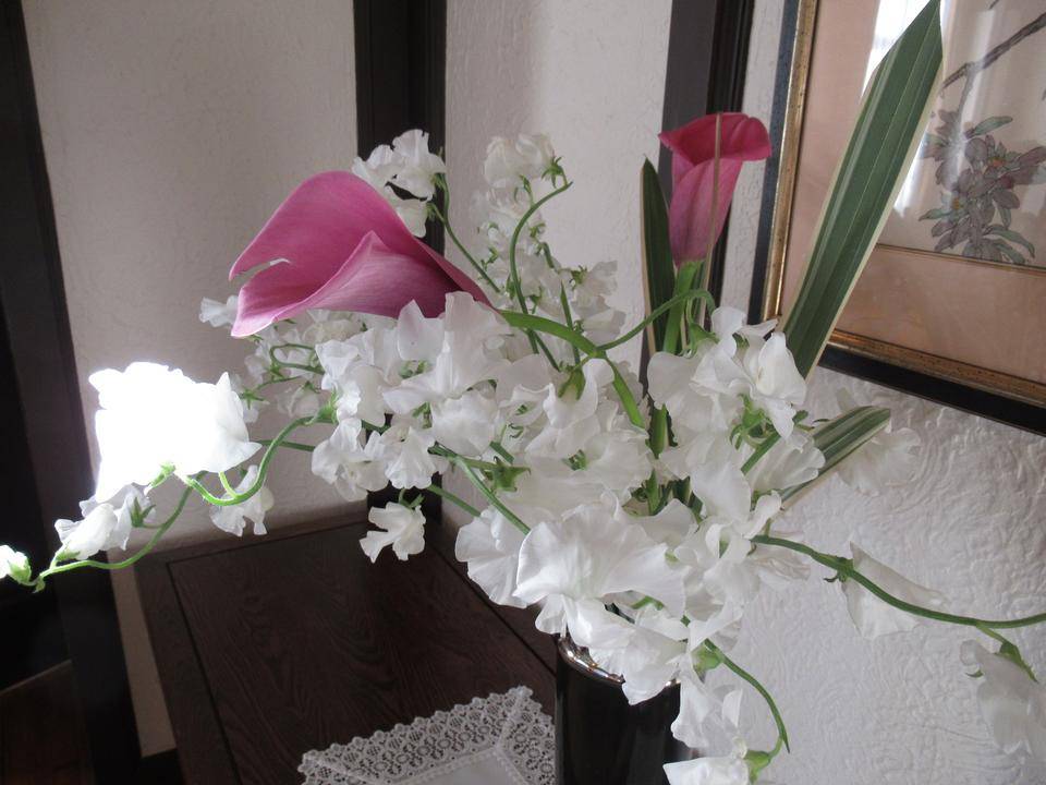 0131【ベーリック】 スイートピー.JPG