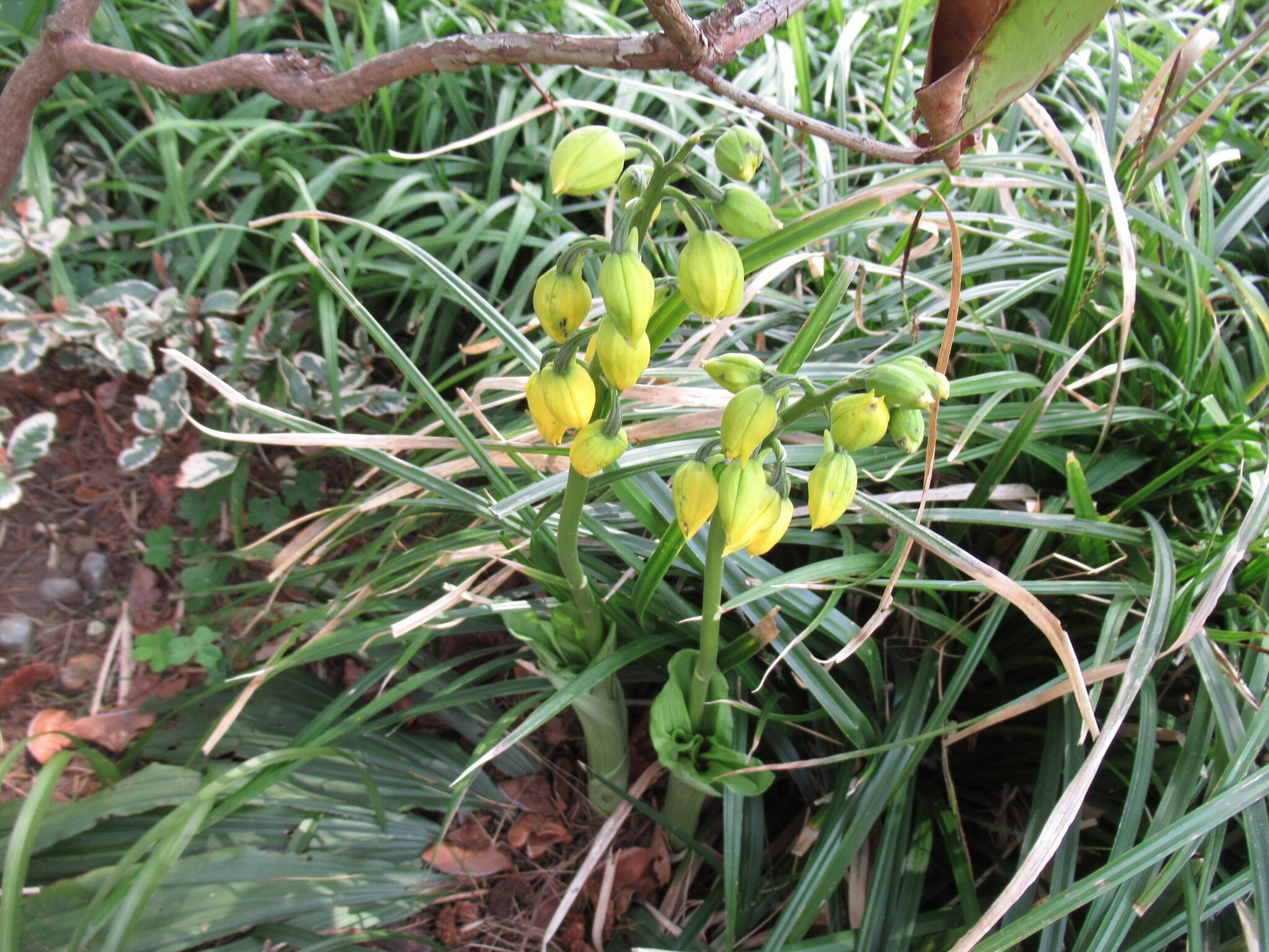 0410庭園の花 (10).JPG