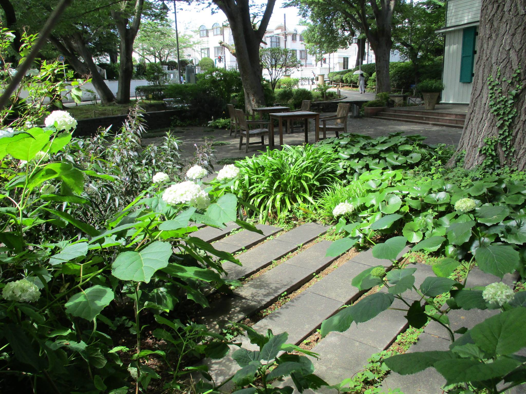 エリスマン邸0531アナベル (2).JPG