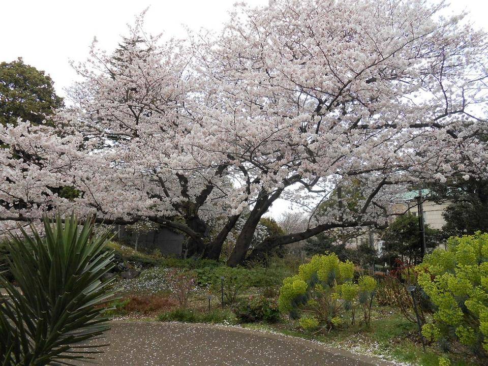 ②港の見える丘公園桜 桜吹雪が舞っています .jpg