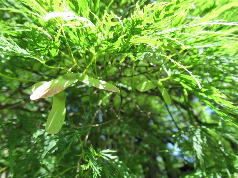 0626【ベーリックホール】アオモミジ双葉② .JPG