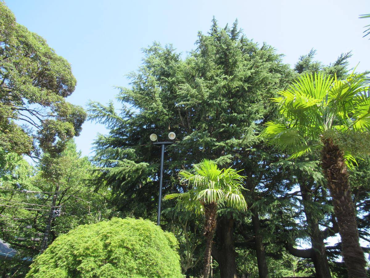 0803 ヒマラヤスギの球果の様子 (1).JPG