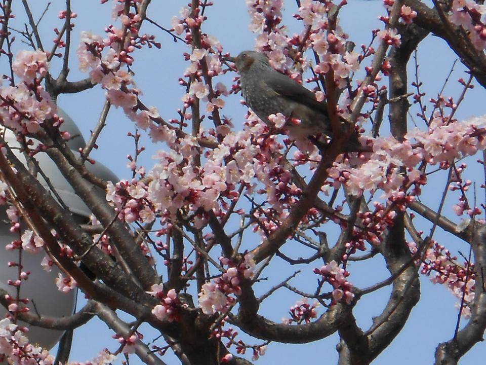 ②山手111番館杏の木に鳥.JPG