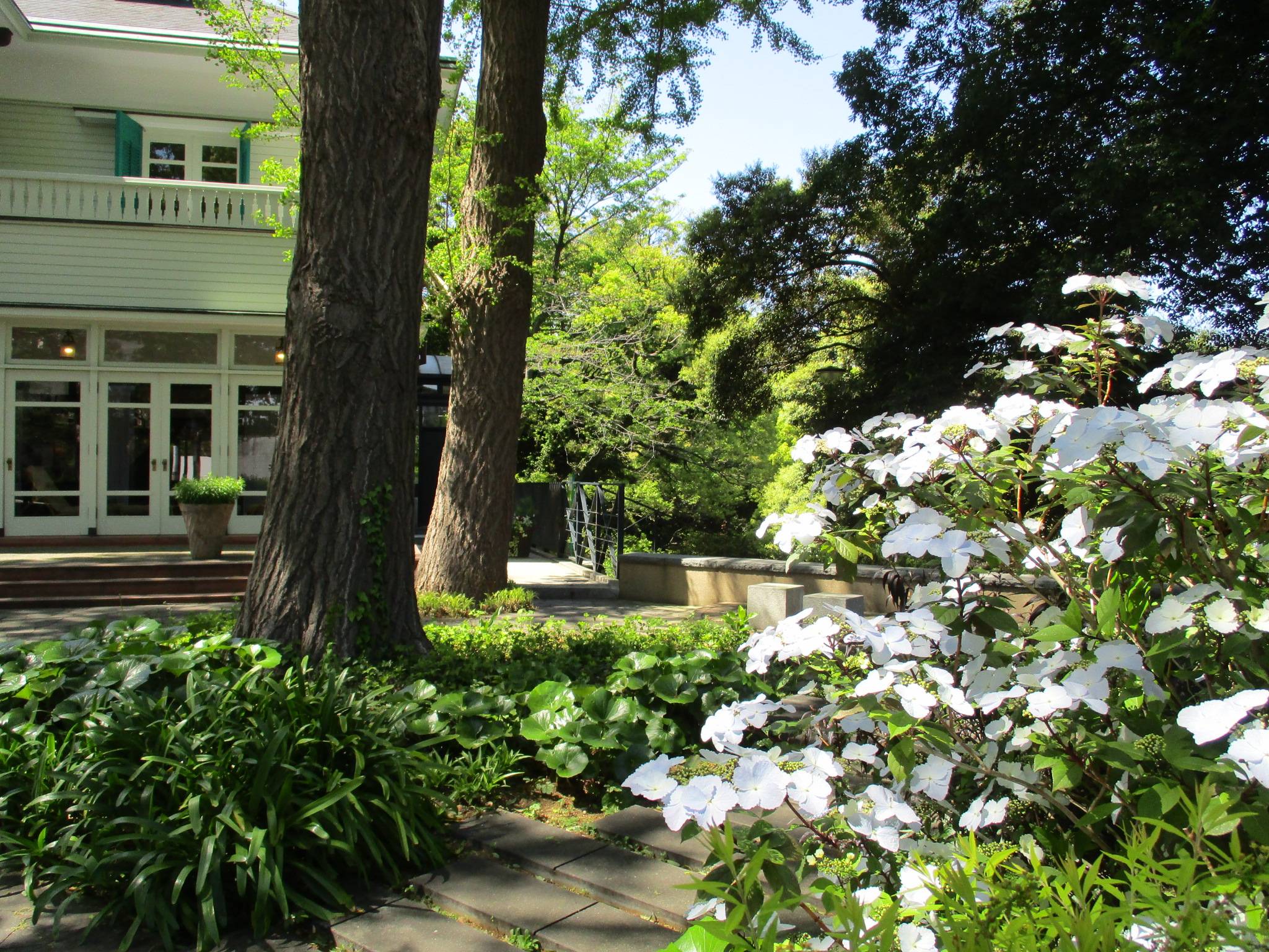 041エリス. タイワントキワアジサイ2.JPG