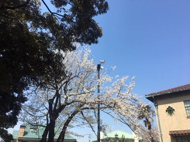 0326ベーリック・ホールオオシマザクラ (3).JPG