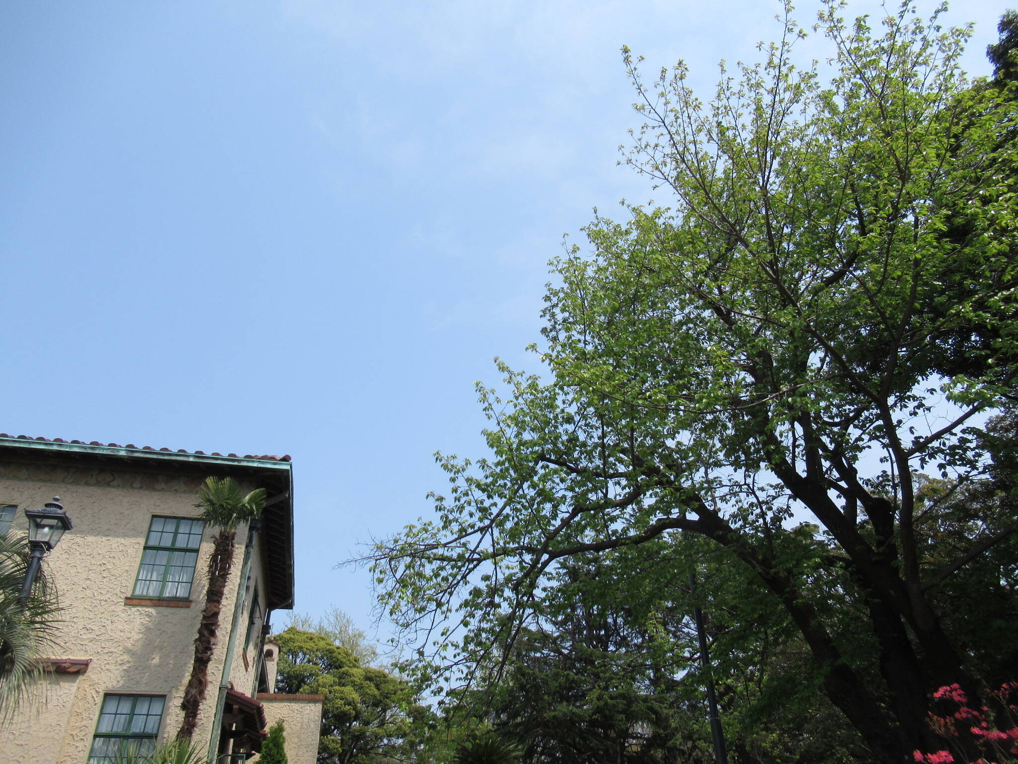 0416 (オオシマザクラ).JPG