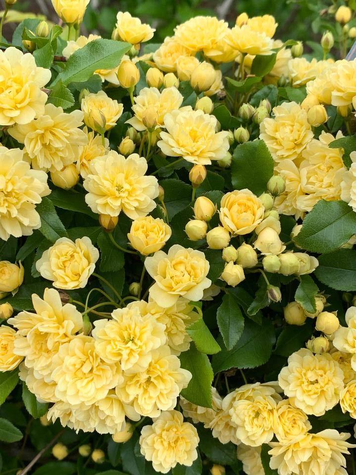 0417外交官もっこうばら (3).jpg