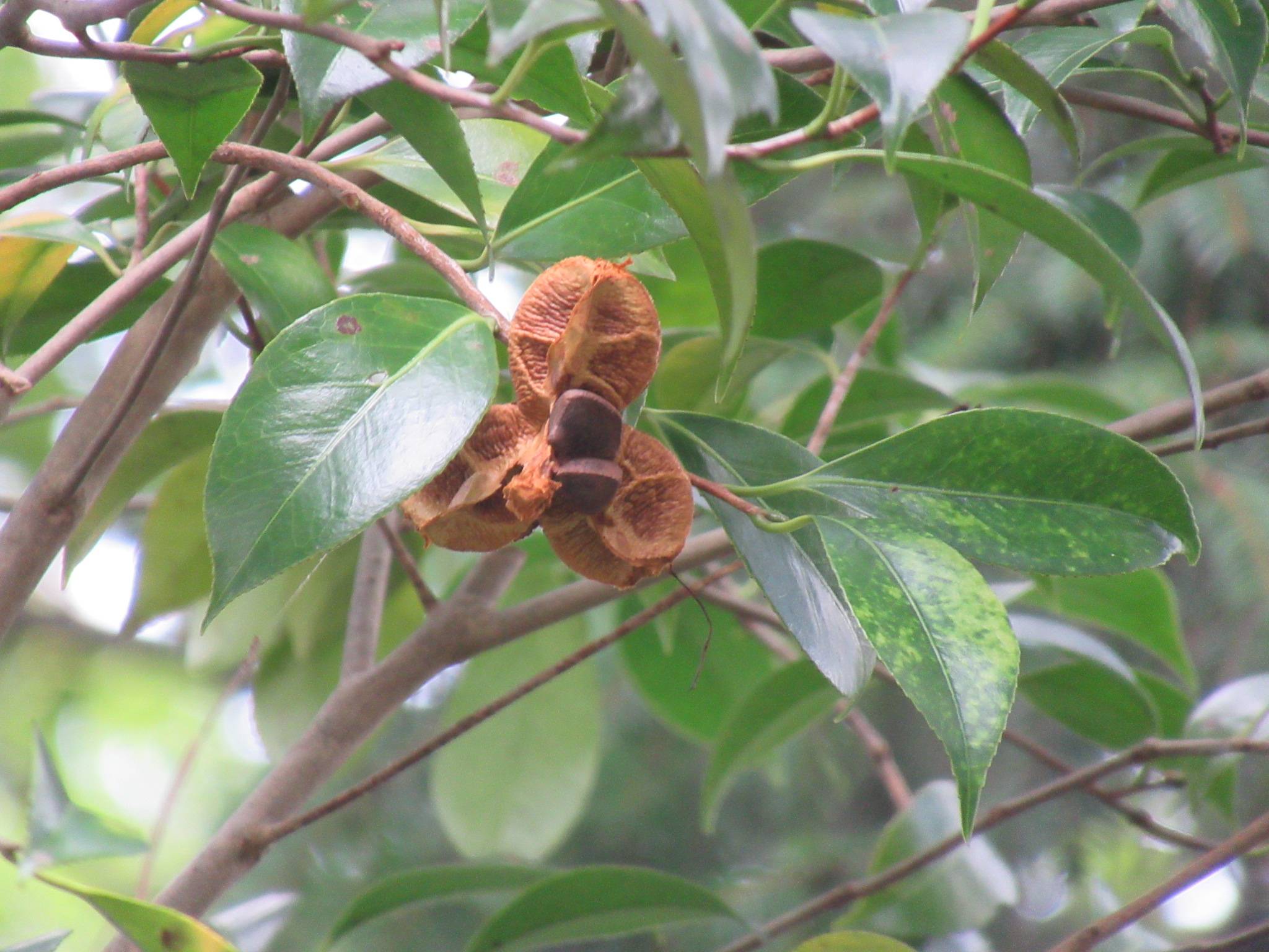 0922 ツバキの種 (1).JPG