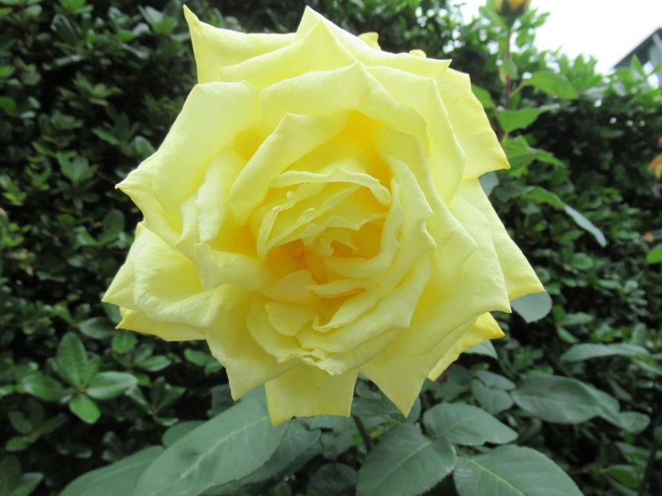 0515 ローズヨコハマ (1).JPG