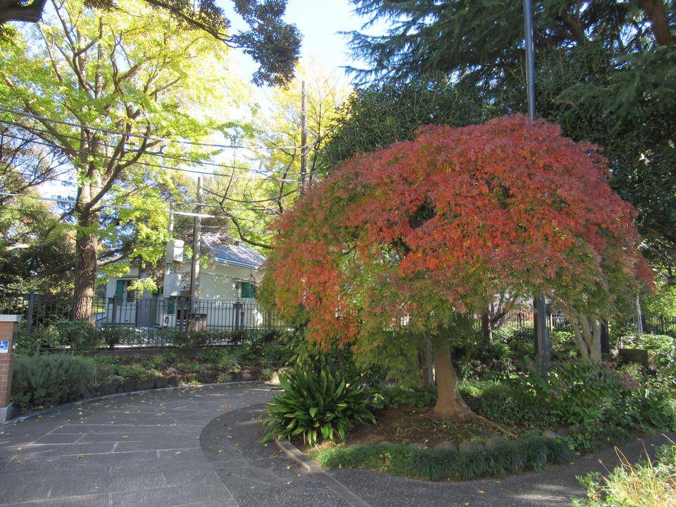 1127 アオモミジ (1).JPG