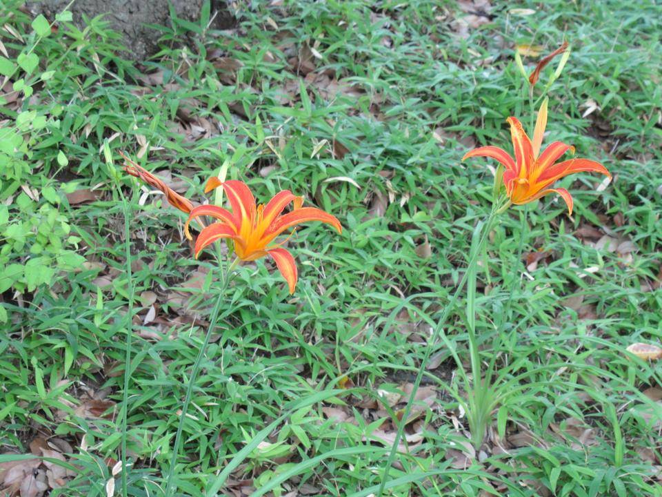 0702 キツネノカミソリ.JPG