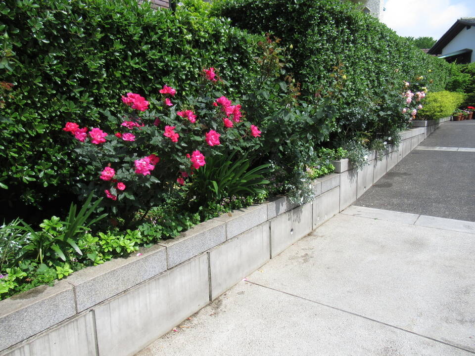 0512 ノックダウン.JPG