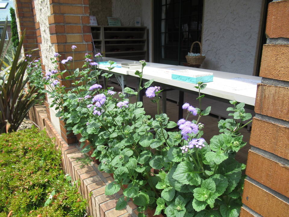 0609 アゲラータム.JPG