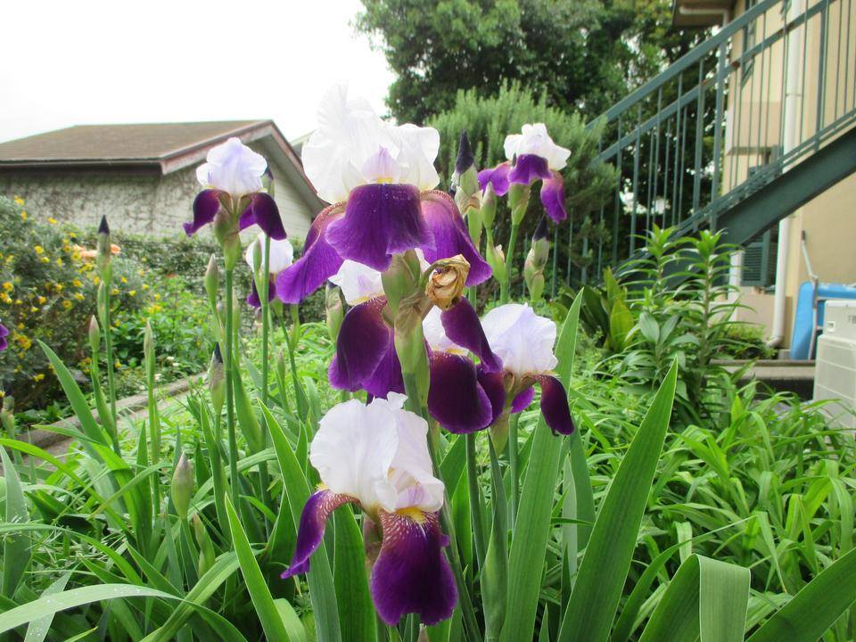 0509　234番館ジャーマンアイリス.JPG