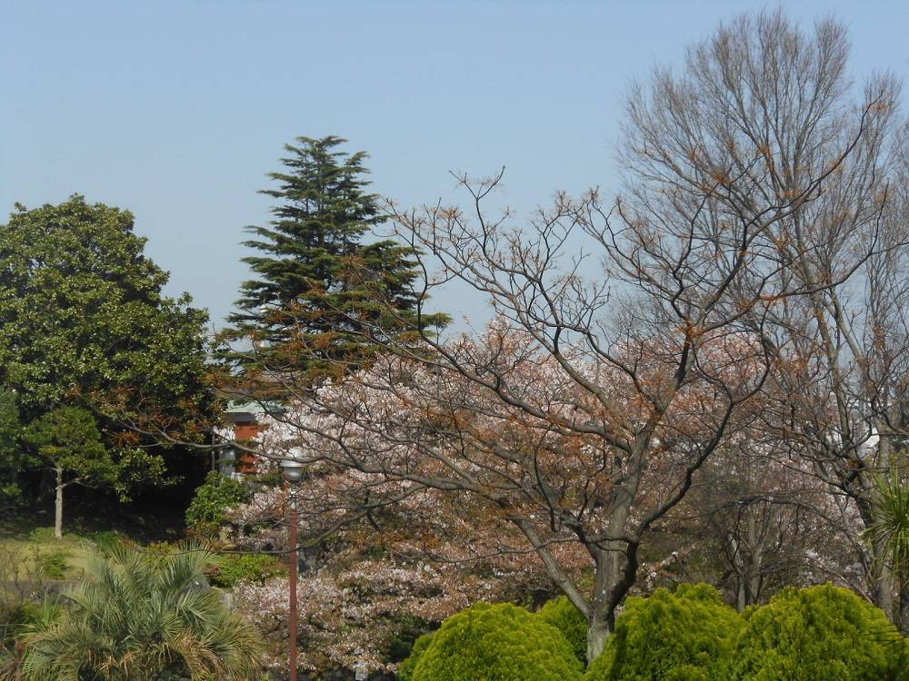 0331山手111番館ダイニングからの桜 (2).jpg