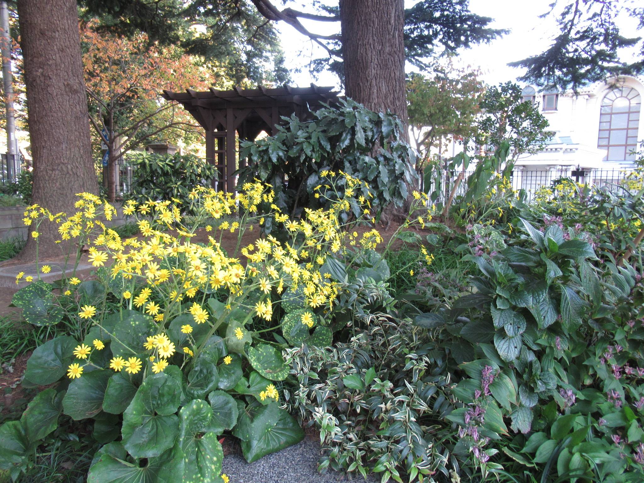 1114 ツワブキ.JPG