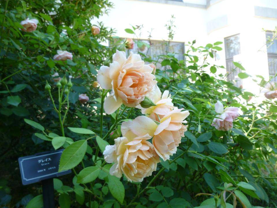 0625イギリス館中庭バラを展示 ①.JPG